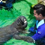Cancun: Manatee Swimming on Isla Mujeres with Buffet Lunch - The Logistics: A Closer Look