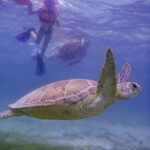 Cancun: Marine Turtle Observation in Akumal - What to Expect: The Good and the Not-So-Good