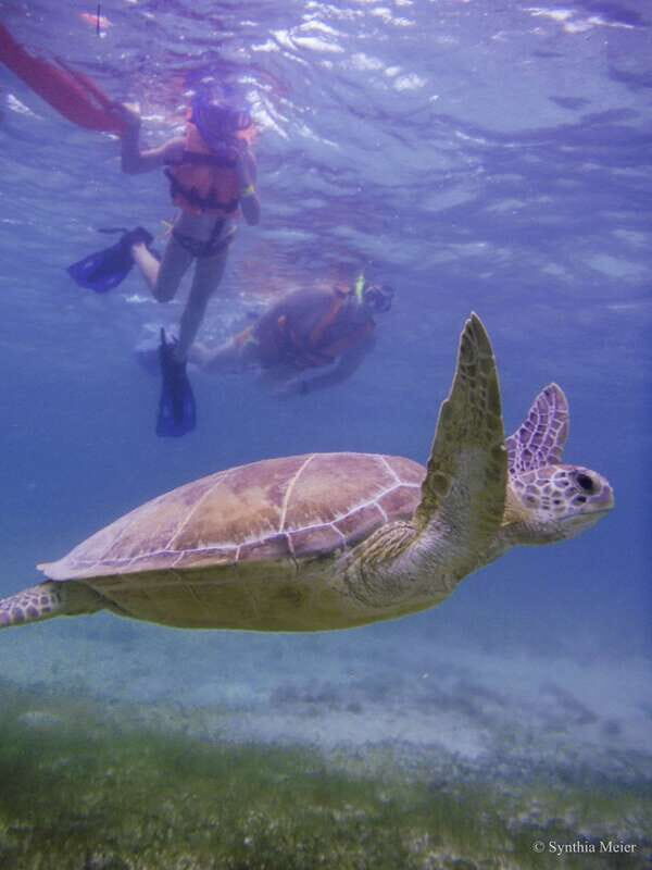 Cancun: Marine Turtle Observation in Akumal - What to Expect: The Good and the Not-So-Good