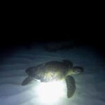 Cancun: Night Dive for Certified Divers - What Makes This Night Dive Stand Out?