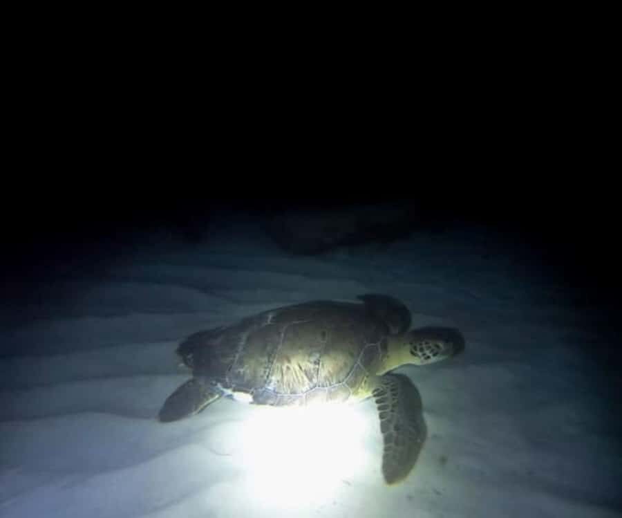 Cancun: Night Dive for Certified Divers - What Makes This Night Dive Stand Out?