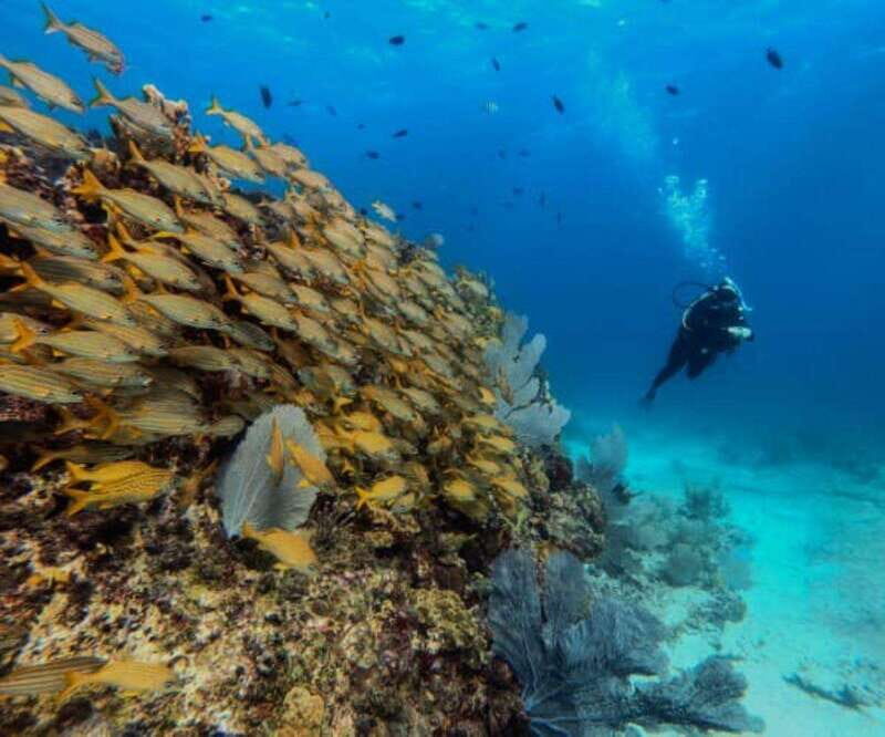 Cancun: PADI Open Water Diver Course - How the Course Is Structured