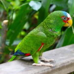 Cancun: Private Birdwatching Tour - Authentic Reviews and What They Reveal