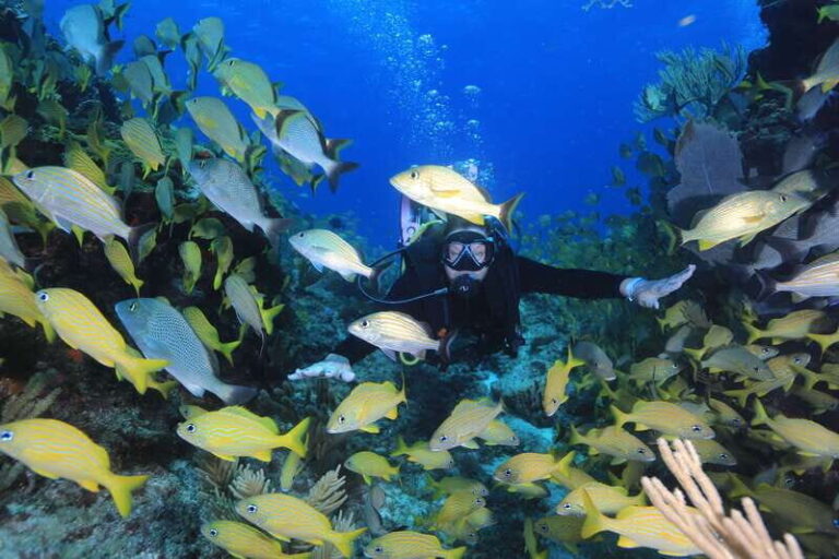 Cancun: Scuba Diving for Certified Divers, 3 options to dive - What’s Included and What’s Not