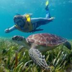 Cancun Snorkeling Adventure: Turtles, Reefs & Underwater Wonders - The Sum Up: Is It Worth It?