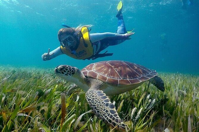 Cancun Snorkeling Adventure: Turtles, Reefs & Underwater Wonders - The Sum Up: Is It Worth It?