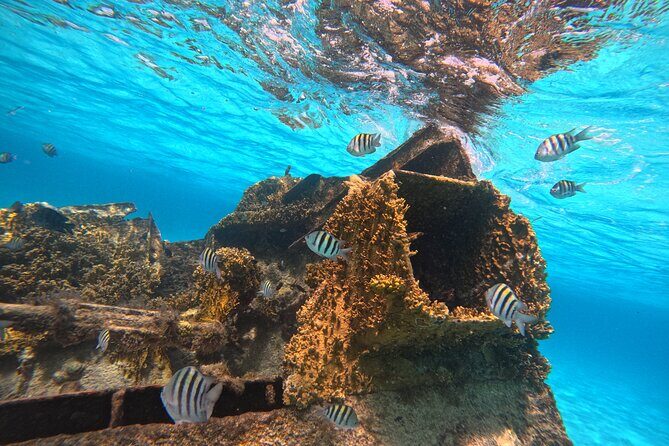 Cancun Snorkeling Adventure - Authentic Experiences and Reviews