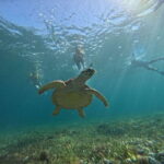 Cancun: Snorkeling Boat Tour with Gear - Final Thoughts: Who Is This Tour Best For?