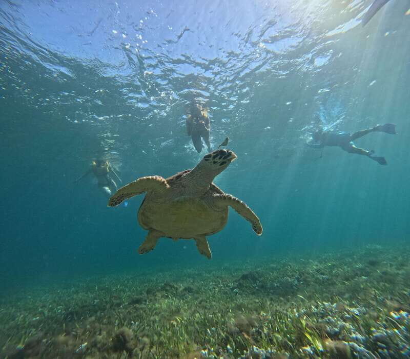 Cancun: Snorkeling Boat Tour with Gear - Final Thoughts: Who Is This Tour Best For?