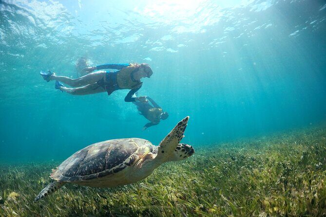 Cancun Snorkeling Tour: Swim with Turtles, Reef, Underwater Museum and Shipwreck - The Sum Up