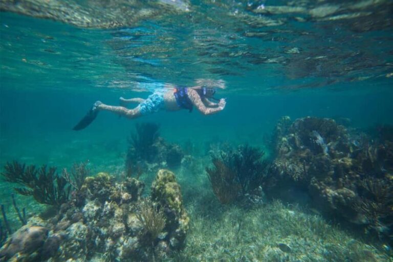 Cancun: Snorkeling Tour with Hotel Pickup - Snorkeling Experience: What Youll See and Do