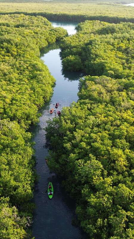 Cancun: Sunset Kayak Experience in the Mangroves - Why It’s a Worthwhile Adventure