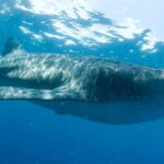 Cancún: Swim with Whale Sharks - Why We Like This Tour