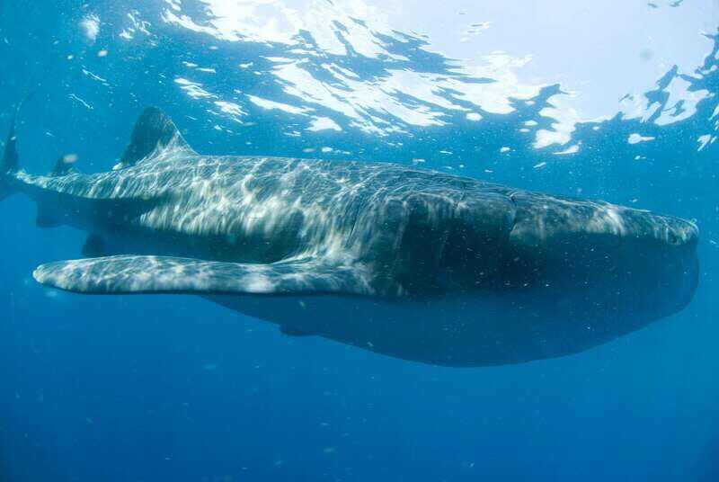 Cancún: Swim with Whale Sharks - Why We Like This Tour
