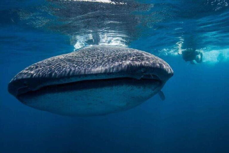 Cancun: Swim with Whale Sharks - Itinerary Breakdown
