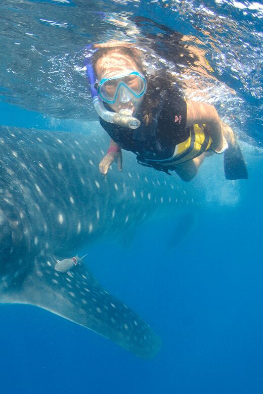 Cancún: Swim with Whale Sharks & Playa Norte Beach - Why This Tour Offers Great Value