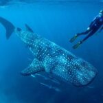 Cancun Whale Shark Encounter - The Value and Who should consider this tour