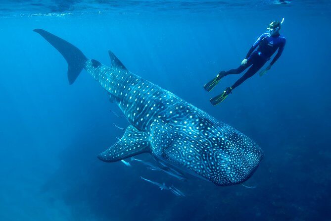 Cancun Whale Shark Encounter - The Value and Who should consider this tour