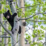 Canmore: Evening Wildlife Viewing Tour - Why This Tour Stands Out