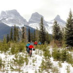 Canmore: Explore Winter Wildlife Tracks - 2hr Nature Walk - A Close Look at the Experience