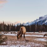 Canmore: Morning Wildlife Viewing Tour in Banff National Park - What to Expect and Tips for Participants