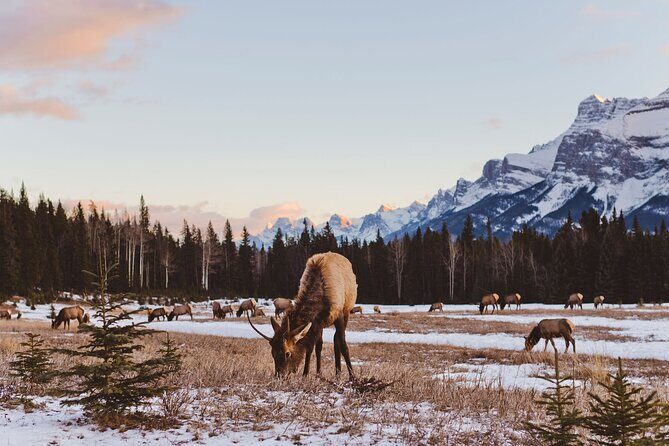 Canmore: Morning Wildlife Viewing Tour in Banff National Park - What to Expect and Tips for Participants