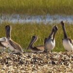 Capers Island Wildlife Exploration - Analyzing the Value