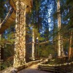 Capilano Canyon Lights Evening Tour Christmas Magic Awaits - Why It’s Worth the Price