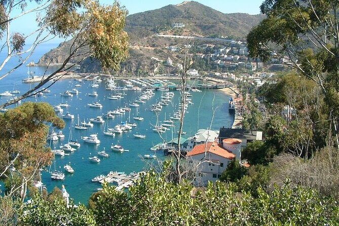 Catalina Island 2-Hour Insider Adventure Tour - What Travelers Are Saying