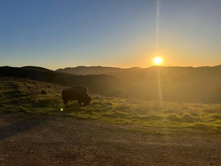 Catalina Island: Sunset Summit Tour - What You Can Expect
