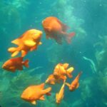 Catalina Island: Yellow Semi-Submarine Cruise - Who Is This Tour Best For?