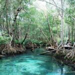 Celestun Beach and Mangrove Boat Ride from Merida - Authentic Experiences That Shine