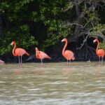 Celestun Biosphere Reserve Tour from Merida - Transportation and Group Size