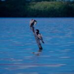 Celestún Flamingos, Beach, and Seafood Lunch Tour from Merida - Lunch and Free Beach Time