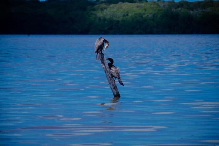 Celestún Flamingos, Beach, and Seafood Lunch Tour from Merida - Lunch and Free Beach Time