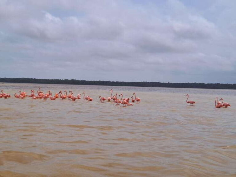 Celestun + Lunch, Boat Ride & beach time. - Final Thoughts: Is It Worth It?