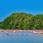 Celestun mangrove boat tour from Mérida - Detailed Breakdown of the Itinerary