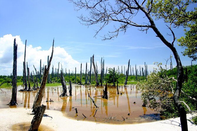 Celestun Nature Reserve Flamingo Tour-Boat to Flamingo Paradise from Merida - Who Should Consider This Tour?