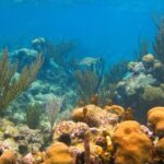 Cenote and Akumal Snorkel - Is This Tour Right for You?