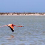 Cenote Suytun & Rio Lagartos & Las Coloradas - What Travelers Say