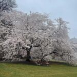 Central Park: Guided Pedicab Tour With Photo Stops - The Transport Options: Pedicab vs. Horse-Drawn Carriage