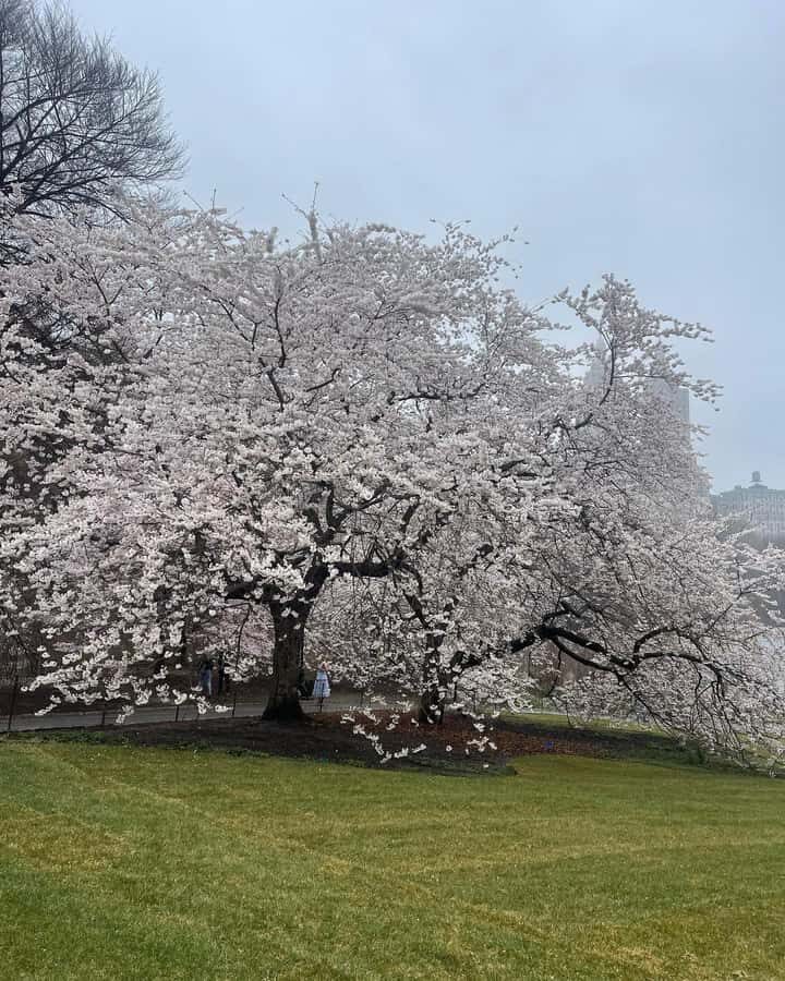 Central Park: Guided Pedicab Tour With Photo Stops - The Transport Options: Pedicab vs. Horse-Drawn Carriage