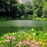 Central Park Scenic Walk with Local Guides - An In-Depth Look at the Tour