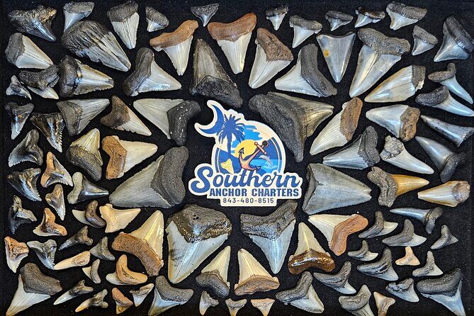 Charleston/Folly Beach Shark Tooth and fossil Island Drop off - Practical Details and Tips