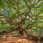 Charleston: Wadmalaw Island Wine Tasting and Tea Garden Trip - The Details: Transportation, Group Size, and Pricing