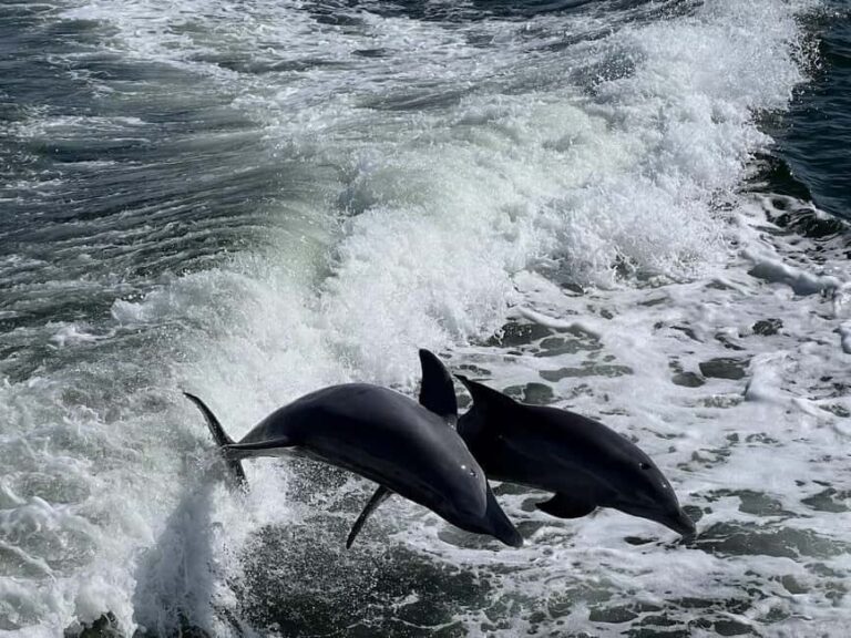 Charlotte Harbor: Dolphin Discovery Day Cruise - Final Thoughts: Who Will Love This Experience?