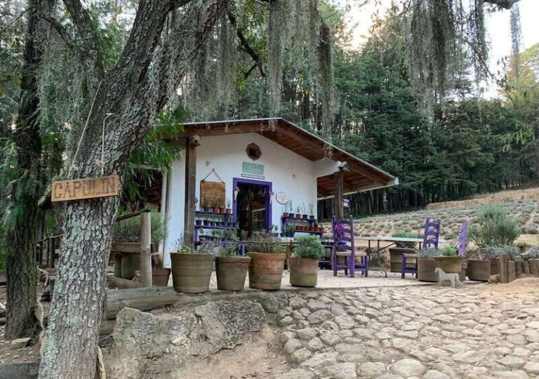 Chautla's Castle, Lavender Farm, and Valquirico Private Tour - Who Will Appreciate This Tour?