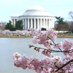 Cherry Blossoms & Monuments Tour with 10+ Stops and Boat Cruise - Authentic Visitor Insights