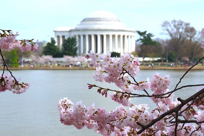 Cherry Blossoms & Monuments Tour with 10+ Stops and Boat Cruise - Authentic Visitor Insights