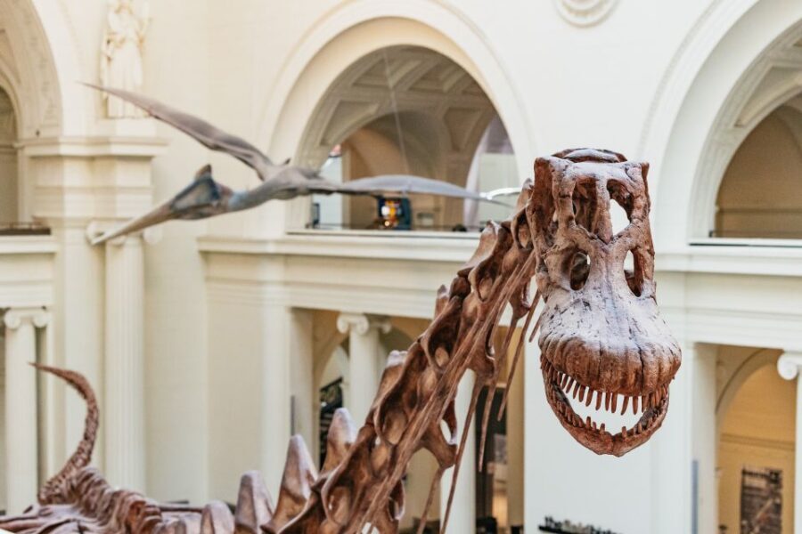 Chicago: Field Museum of Natural History Ticket or VIP Tour - What Makes the Exhibits Stand Out?